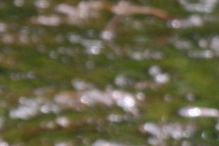 B34 Waterlelies